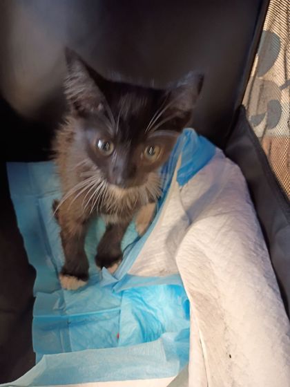 Shelter Stray Female Cat last seen Near The Savoy St, Atlanta, GA, 1251 Fulton Industrial Blvd NW, Atlanta, GA 30336, USA