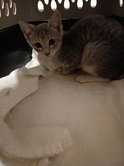 Shelter Stray Female Cat last seen Near Bell Ave, Atlanta, GA, 1251 Fulton Industrial Blvd NW, Atlanta, GA 30336, USA