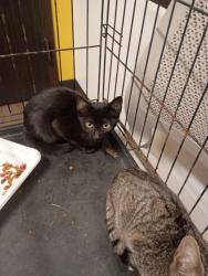 Shelter Stray Male Cat last seen Near Bell Ave, Atlanta, GA, 1251 Fulton Industrial Blvd NW, Atlanta, GA 30336, USA