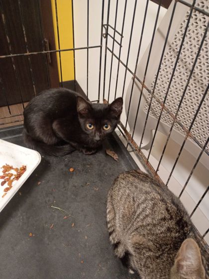 Shelter Stray Male Cat last seen Near Bell Ave, Atlanta, GA, 1251 Fulton Industrial Blvd NW, Atlanta, GA 30336, USA