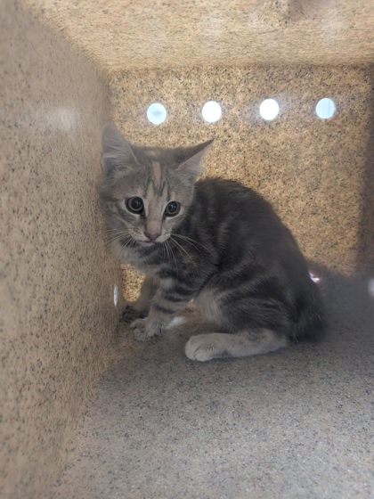 Shelter Stray Male Cat last seen , , NM, 1209 NM-314, Los Lunas, NM 87031, USA