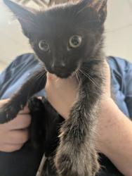 Shelter Stray Male Cat last seen Ditch bank in Los Chavez, Los Chavez, , 1209 NM-314, Los Lunas, NM 87031, USA