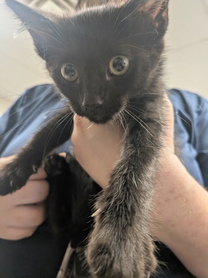 Shelter Stray Male Cat last seen Ditch bank in Los Chavez, Los Chavez, , 1209 NM-314, Los Lunas, NM 87031, USA