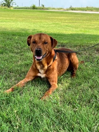 Shelter Stray Male Dog last seen Near blk hodge, District 2 - West Cleburne, TX, 2375 Service Dr, Cleburne, TX 76033, USA