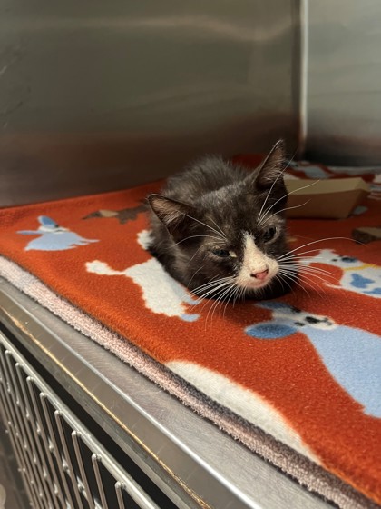 Shelter Stray Male Cat last seen Near Wedgewood DR, District 2 - West Cleburne, TX, 2375 Service Dr, Cleburne, TX 76033, USA
