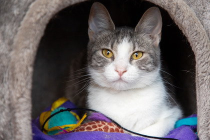 Shelter Stray Female Cat last seen Near Chapin, 43609, OH, 827 Illinois Ave, Maumee, OH 43537, USA