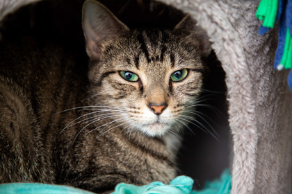 Shelter Stray Female Cat last seen Fernwood, 43607, OH, 827 Illinois Ave, Maumee, OH 43537, USA