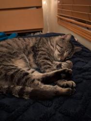 Reunited Male Cat last seen By the Des Moines Golf and Country Club, West Des Moines, IA 50266
