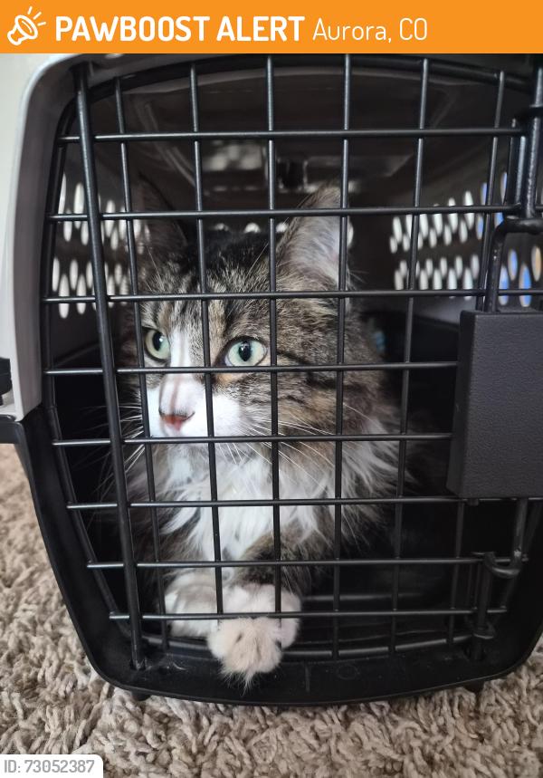 Found/Stray Unknown Cat last seen Sable and Jewell, Aurora, CO 80012