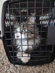 Found/Stray Unknown Cat last seen Sable and Jewell, Aurora, CO 80012