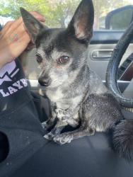Reunited Male Dog last seen Sand pebble dr, Reno, NV 89506