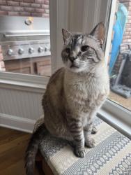 Lost Male Cat last seen Houston Levee and Halle Parkway, Collierville, TN 38017