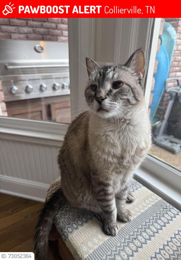 Lost Male Cat last seen Houston Levee and Halle Parkway, Collierville, TN 38017