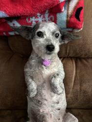 Lost Female Dog last seen Revere, Rural, she could be anywhere now at this point!, Louisville, KY 40218