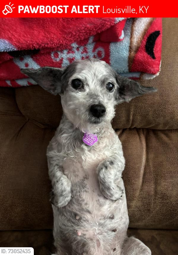 Lost Female Dog last seen Revere, Rural, she could be anywhere now at this point!, Louisville, KY 40218