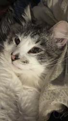 Lost Male Cat last seen Near N cliff avenue, Sioux Falls, SD 57103