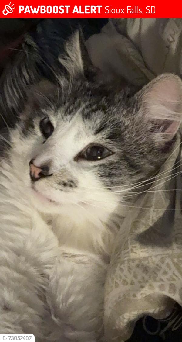 Lost Male Cat last seen Near N cliff avenue, Sioux Falls, SD 57103