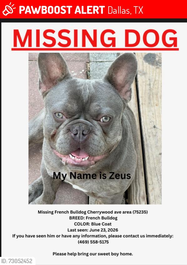 Lost Male Dog last seen Cedar Springs Rd, Dallas, TX 75235