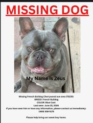 Lost Male Dog last seen Cedar Springs Rd, Dallas, TX 75235