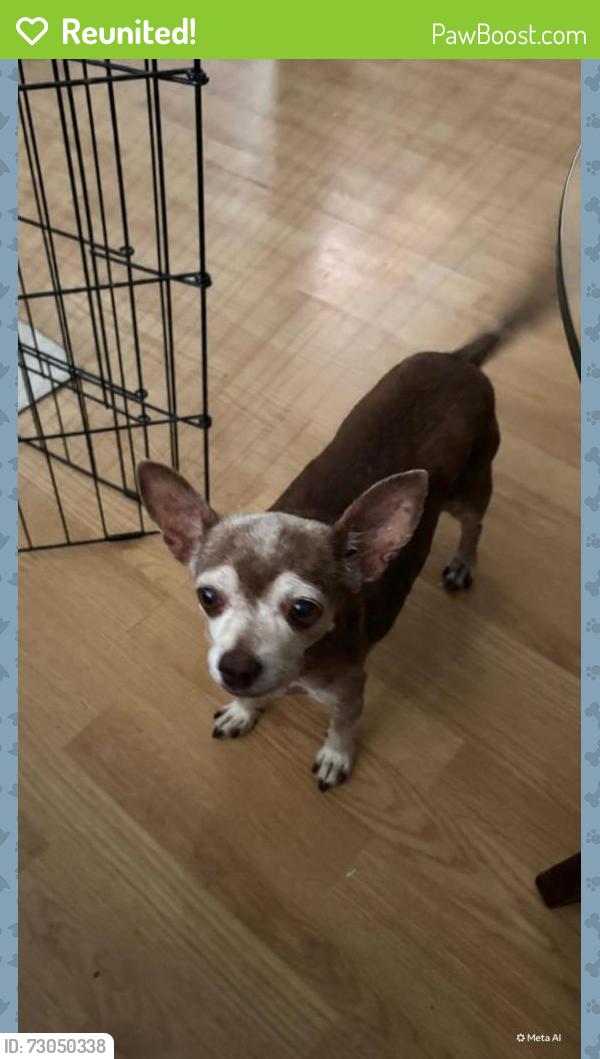 Reunited Female Dog last seen Intersection of S Sunshine Ave & W Lexington , El Cajon, CA 92020