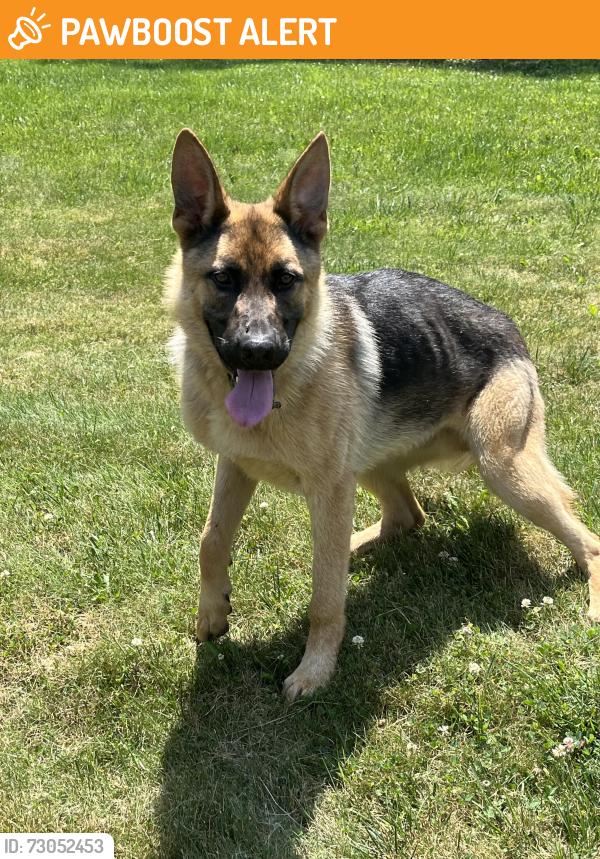 Found/Stray Female Dog last seen Narvon, Caernarvon Township, PA 17555