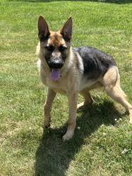 Found/Stray Female Dog last seen Narvon, Caernarvon Township, PA 17555