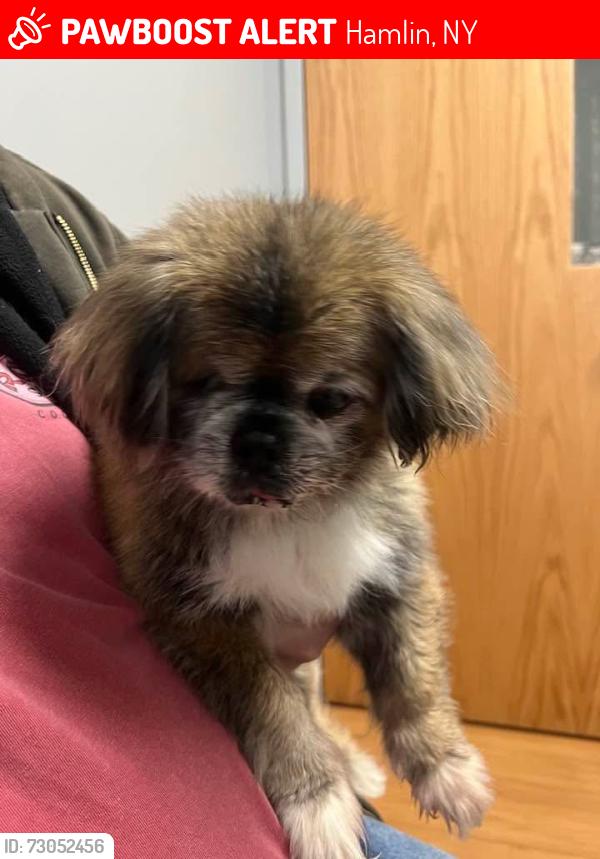 Lost Male Dog last seen Highview dr and Leona lane, Hamlin, NY 14464