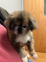 Lost Male Dog last seen Highview dr and Leona lane, Hamlin, NY 14464
