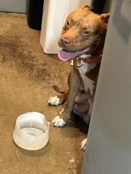Reunited Female Dog last seen Avid car , Cincinnati, OH 45227