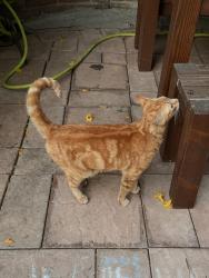 Found/Stray Male Cat last seen Marie and meridian, Los Angeles, CA 90042