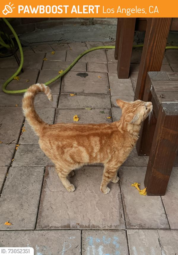 Found/Stray Male Cat last seen Marie and meridian, Los Angeles, CA 90042