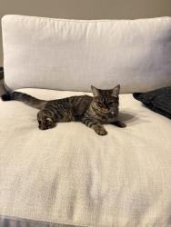 Lost Female Cat last seen Near Fawn trail drive , Orland Park, IL 60467