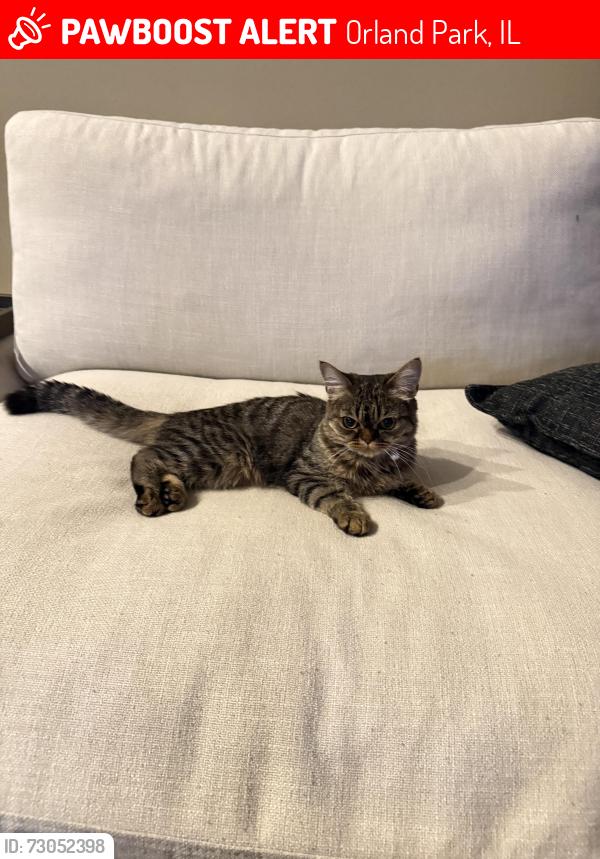 Lost Female Cat last seen Near Fawn trail drive , Orland Park, IL 60467