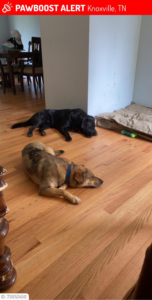 Lost Male Dog last seen Buffat Mill Road, Knoxville, TN 37914