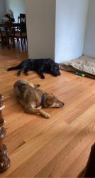 Lost Male Dog last seen Buffat Mill Road, Knoxville, TN 37914
