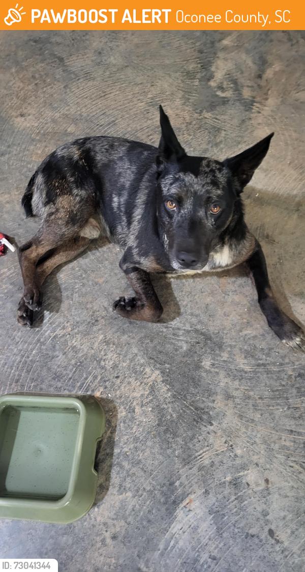 Found/Stray Male Dog last seen Sundance event center lewin way and mountain drive, Oconee County, SC 29686