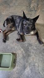 Found/Stray Male Dog last seen Sundance event center lewin way and mountain drive, Oconee County, SC 29686