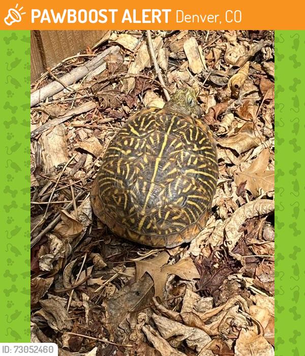 Found/Stray Unknown Reptile last seen E Exposition and S Quebec, Denver, CO 80224