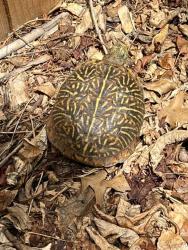 Found/Stray Unknown Reptile last seen E Exposition and S Quebec, Denver, CO 80224
