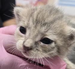 Shelter Stray Female Cat last seen Near Cottonwood Avenue, Santee, CA, 92071, El Cajon, CA 92020, USA