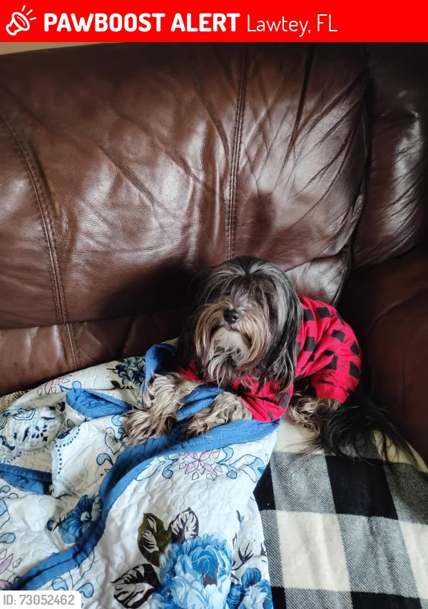 Lost Male Dog last seen CR 225A Lawtey, Florida 32058, Lawtey, FL 32058
