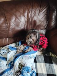 Lost Male Dog last seen CR 225A Lawtey, Florida 32058, Lawtey, FL 32058