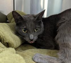Shelter Stray Female Cat last seen Near Market Street, San Diego, CA, 92114, 5500 Gaines St, San Diego, CA 92110, USA