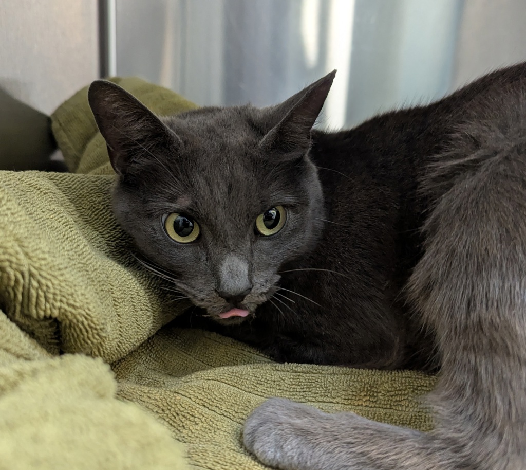 Shelter Stray Female Cat last seen Near Market Street, San Diego, CA, 92114, 5500 Gaines St, San Diego, CA 92110, USA