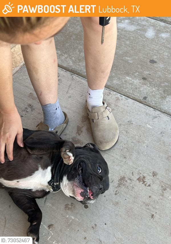 Found/Stray Male Dog last seen Our neighborhood is near the interstate and the airport on the west side of the interstate, Lubbock, TX 79403