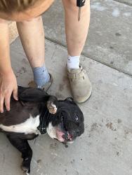 Found/Stray Male Dog last seen Our neighborhood is near the interstate and the airport on the west side of the interstate, Lubbock, TX 79403