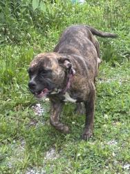 Found/Stray Female Dog last seen corner of anderson st and wayne ave , Dayton, OH 45410