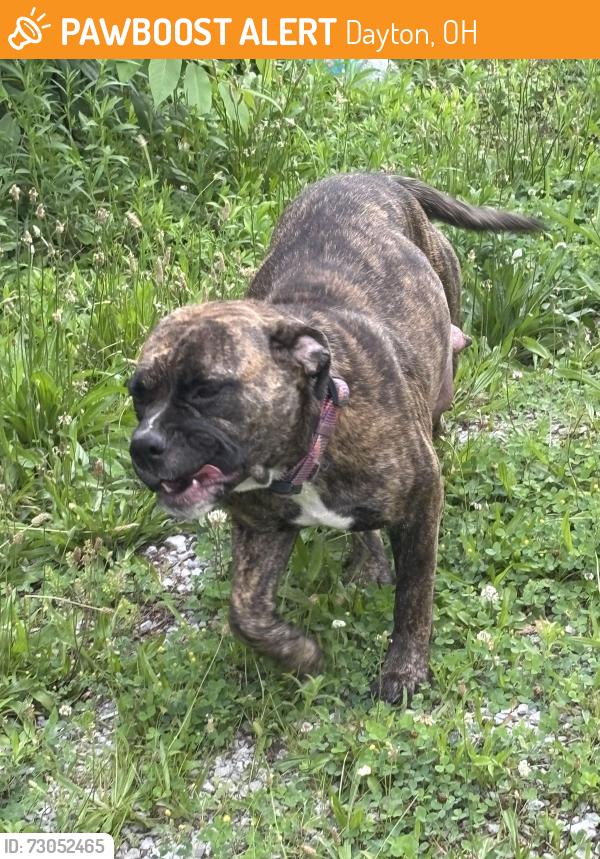 Found/Stray Female Dog last seen corner of anderson st and wayne ave , Dayton, OH 45410