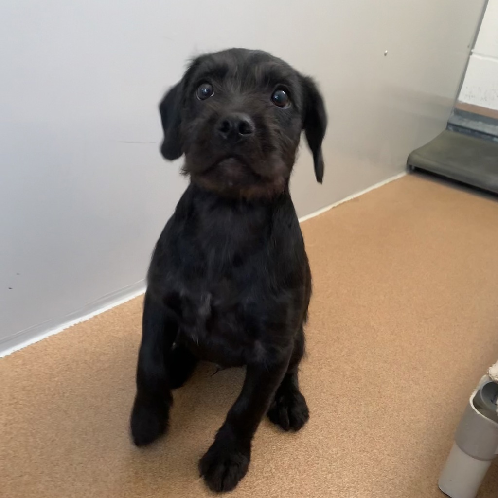 Shelter Stray Male Dog last seen Near Maple, LIVERMORE, CA, 94550, 8323 Baldwin St, Oakland, CA 94621, USA