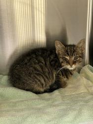 Shelter Stray Male Cat last seen Near Ainsley Drive, VIRGINIA BEACH, VA, 23462, 341 S Birdneck Rd, Virginia Beach, VA 23451, USA